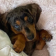 Fritz is registered to the contest to win money with this photo: puppy, dog, brown_fur, black_fur, blanket, fluffy, cozy, cute, pet, animal, indoors, snuggling, soft_texture, close_up, sleepy, paw, face, resting, adorable, young_dog