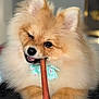 Gucci is registered to the contest to win money with this photo: adorable, animal, bow, chew_stick, chewing, close_up, companion, cute, dog, fluffy, fur, indoor, paws, pet, playful, pomeranian, portrait, small_dog, smiling, winking