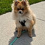 Gucci joined the competition — help win amazing prizes! animal, canine, closeup, cute, daytime, dog, fluffy, fur, green_grass, leash, outdoor, pet, pomeranian, portrait, puppy, shadow, sidewalk, sitting, small_dog, sunlight