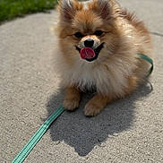 Gucci is registered to the contest to win money with this photo: animal, canine, closeup, cute, dog, fluffy, fur, grass, happy, leash, mammal, outdoor, pet, playful, pomeranian, sidewalk, small_dog, sunlight, tongue_out, walking