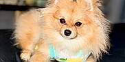 Gucci joined the competition — help win amazing prizes! animal, black_nose, canine, cute, dog, ears, eyes, fluffy, front_legs, fur, indoor, lemon_print, light_blue, lying_down, pet, pomeranian, portrait, resting, small_dog, wearing_clothes
