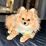 animal, black_nose, canine, cute, dog, ears, eyes, fluffy, front_legs, fur, indoor, lemon_print, light_blue, lying_down, pet, pomeranian, portrait, resting, small_dog, wearing_clothes