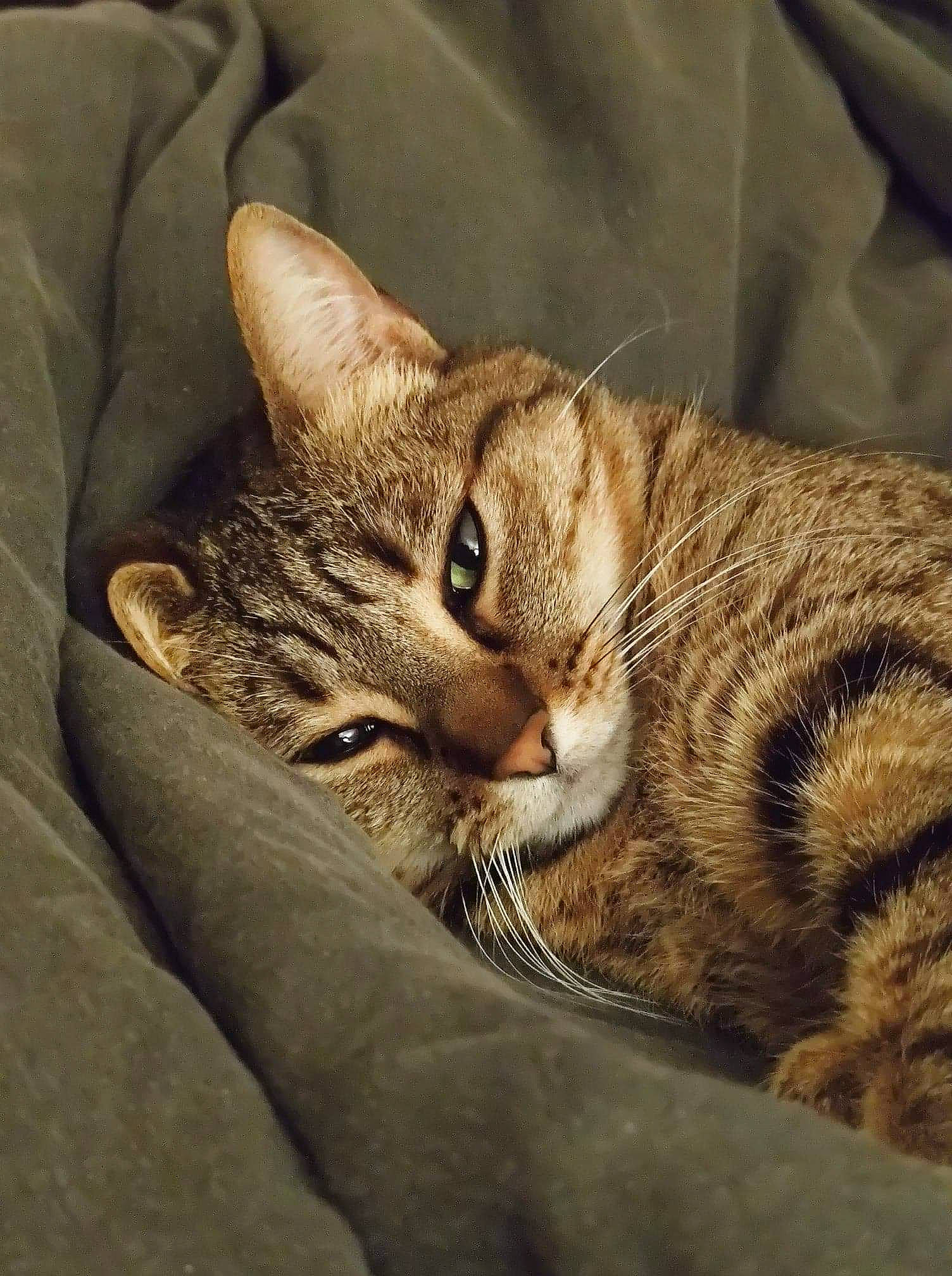 Nola a rejoint le concours — aidez-le/la à gagner de superbes lots ! carnivore, cat, claw, comfort, domestic_short_haired_cat, eye, fawn, felidae, fur, nap, paw, sleep, small_to_medium_sized_cats, snout, terrestrial_animal, whiskers, wildlife