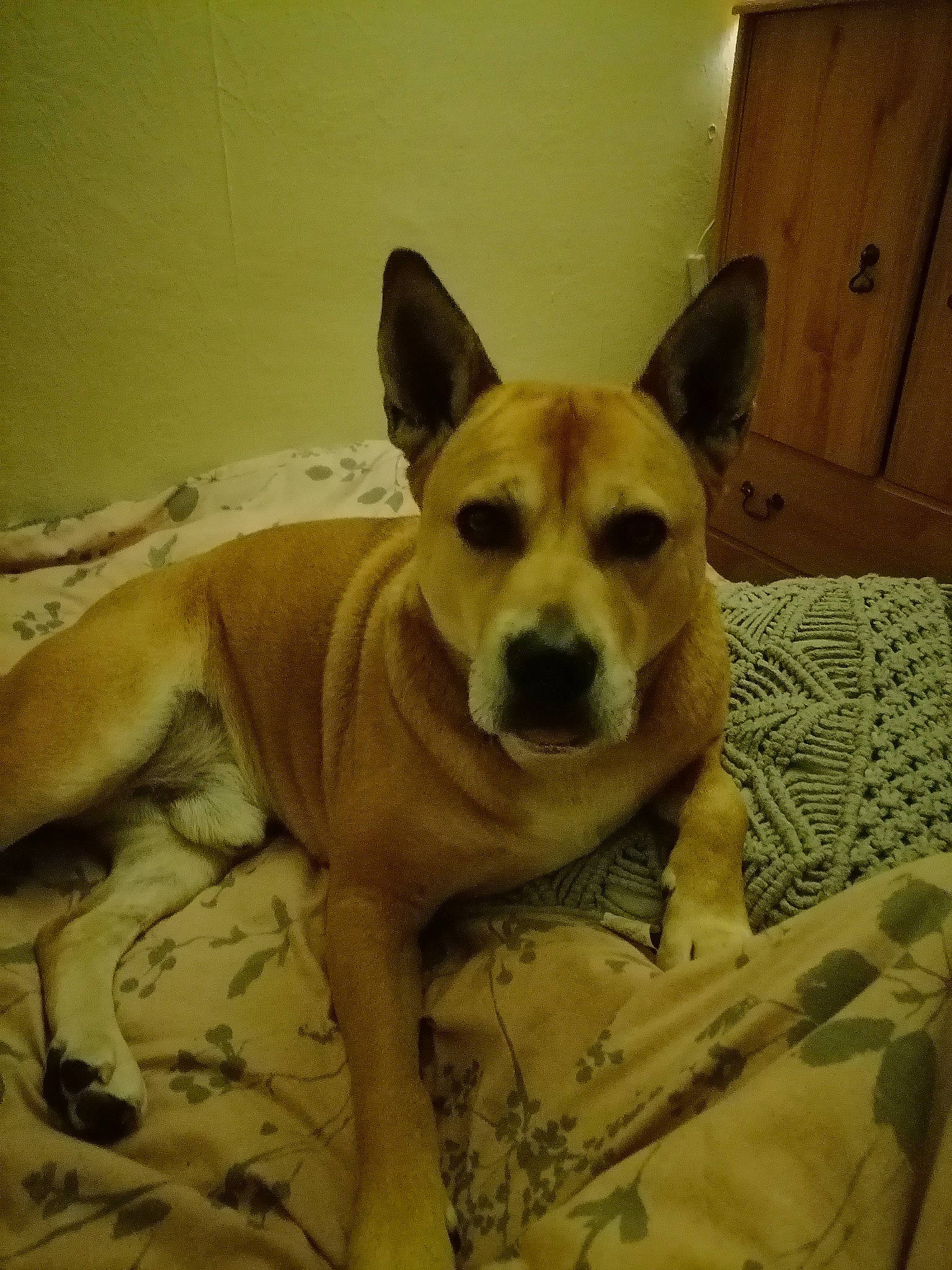 Bronson is registered to the contest to win money with this photo: cabinetry, canidae, carnivore, comfort, companion_dog, dog, dog_bed, dog_breed, dog_supply, fawn, flooring, fur, linens, paw, snout, sporting_group, tail, toy_dog, wood, working_animal