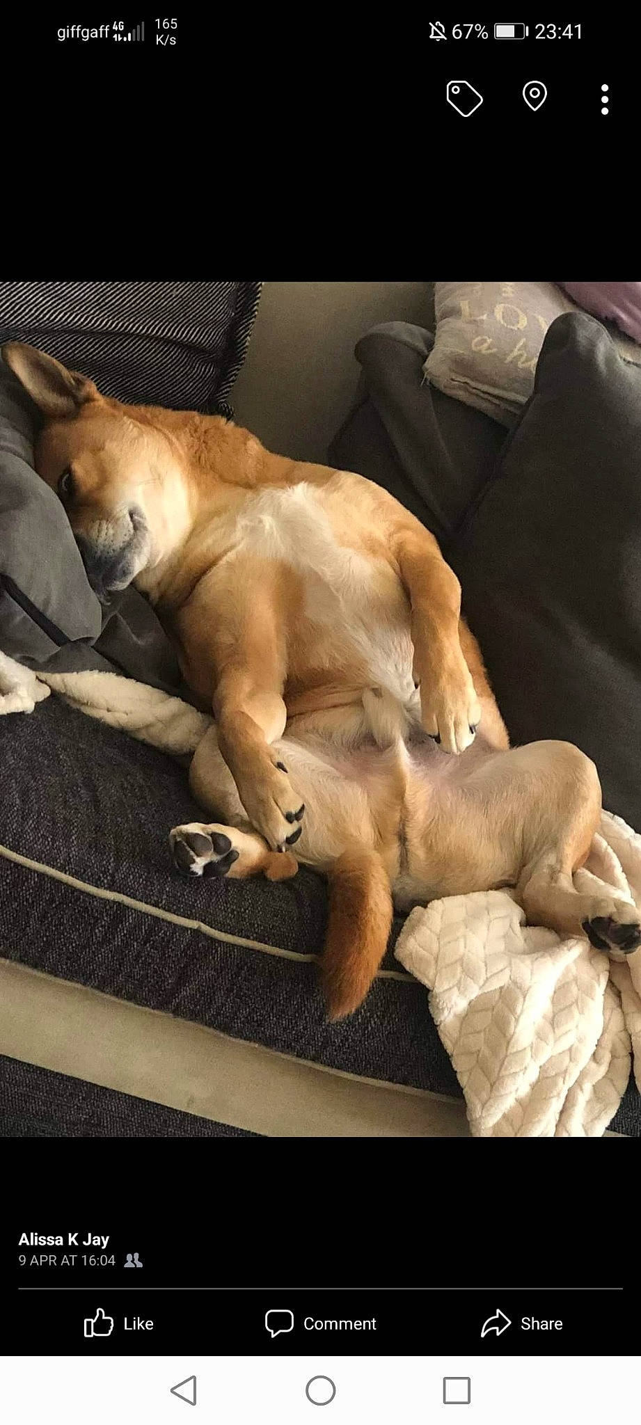 Bronson is registered to the contest to win money with this photo: canidae, carnivore, comfort, companion_dog, dog, dog_breed, fawn, fur, linens, nap, non_sporting_group, paw, sleep, snout, sporting_group, tail, terrestrial_animal, whiskers, wood, working_animal