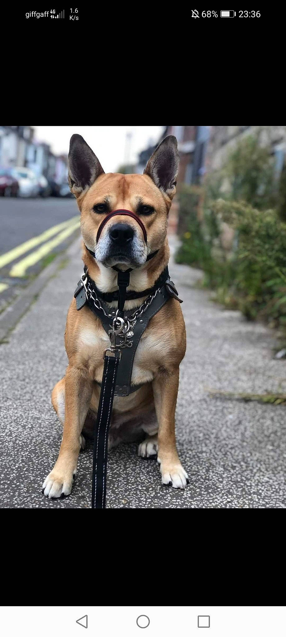 Bronson joined the competition — help win amazing prizes! canidae, carnivore, collar, companion_dog, dog, dog_breed, dog_collar, dog_supply, fashion_accessory, fawn, fur, leash, pet_supply, plant, snout, sporting_group, tail, toy_dog, whiskers, working_animal