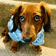 Chase Allen joined the competition — help win amazing prizes! dog, puppy, dachshund, pet, blue_sweater, carpet, stairs, cute, close_up, animal, fur, ears, nose, eyes, looking_up, indoors, small_dog, adorable, young, portrait