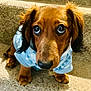 dog, puppy, dachshund, pet, blue_sweater, carpet, stairs, cute, close_up, animal, fur, ears, nose, eyes, looking_up, indoors, small_dog, adorable, young, portrait