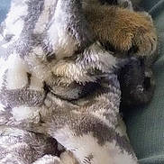 Rose is registered to the contest to win money with this photo: cat, sleeping, cozy, hoodie, fluffy, patterned_clothing, cute, pet, animal, resting, indoor, soft, feline, warm, relaxed, paw, face, fur, comfort, blanket_like