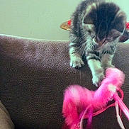 Rose joined the competition — help win amazing prizes! kitten, cat, toy, pink, furniture, couch, indoor, pet, playful, furry, paw, curious, animal, domestic_cat, feline, soft, home, young, cute, fuzzy