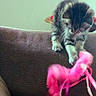 kitten, cat, toy, pink, furniture, couch, indoor, pet, playful, furry, paw, curious, animal, domestic_cat, feline, soft, home, young, cute, fuzzy