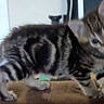 Rose is registered to the contest to win money with this photo: kitten, cat, tabby, indoor, pet, animal, fur, striped, small, cute, young, exploring, walking, mammal, whiskers, ears, tail, domestic, feline, blurred
