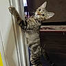 cat, tabby, door_frame, climbing, indoor, curious, pet, animal, wooden_floor, feline, striped, looking, home, playful, domestic_cat, claws, standing, wall, floor, cute