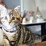 Rose is registered to the contest to win money with this photo: kitten, cat, tabby, fur, whiskers, indoor, pet, animal, cute, young, curious, striped, small, feline, paws, closeup, soft, brown, background_blur, domestic