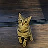 Rose is registered to the contest to win money with this photo: cat, tabby, indoor, wooden_floor, curious, looking_up, pet, animal, feline, ears, whiskers, flooring, domestic, young_cat, striped, cute, sitting, home, cozy, curiosity