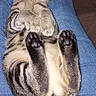 Rose is registered to the contest to win money with this photo: cat, tabby_cat, sleeping, relaxed, pet, feline, animal, indoor, human_lap, jeans, casual_clothing, paws, closed_eyes, striped_fur, tail, resting, cute, domestic_cat, cozy, comfort