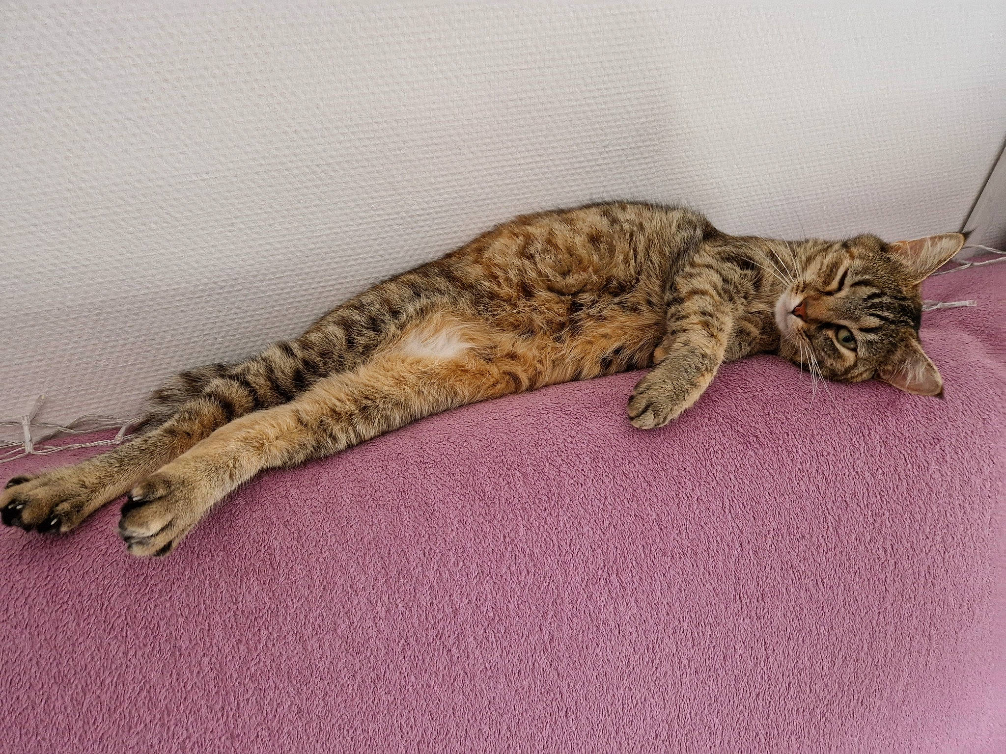 Rensy participe au concours pour gagner de l'argent avec cette photo : carnivore, cat, claw, comfort, domestic_short_haired_cat, eye, fawn, felidae, fur, head, nap, paw, sleep, small_to_medium_sized_cats, snout, tail, terrestrial_animal, whiskers, wildlife, wood