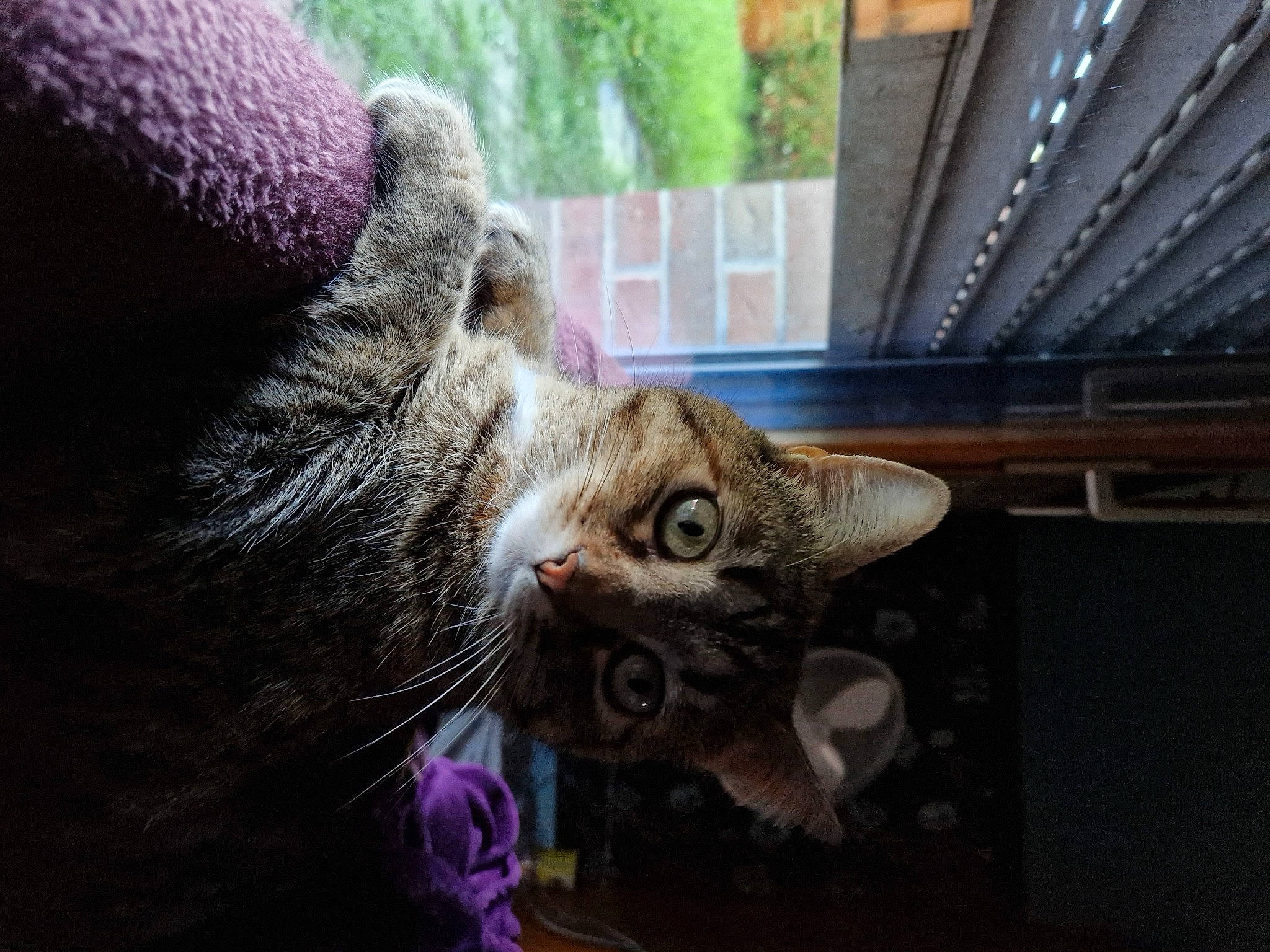 Rensy a rejoint le concours — aidez-le/la à gagner de superbes lots ! canidae, carnivore, cat, claw, domestic_short_haired_cat, ear, felidae, fur, magenta, mammal, paw, small_to_medium_sized_cats, snout, tail, whiskers, wildlife, wood, woolen