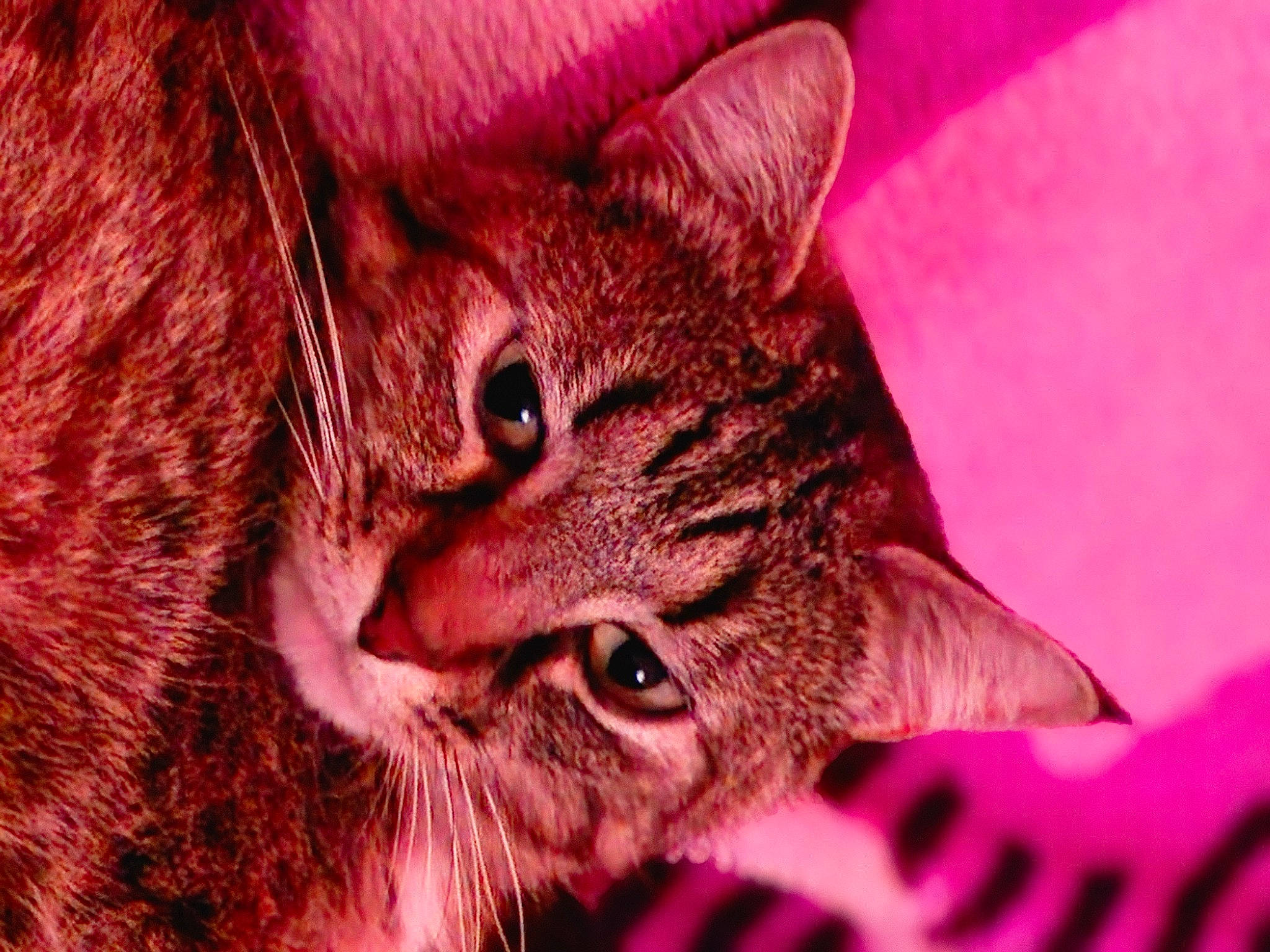 Rensy a rejoint le concours — aidez-le/la à gagner de superbes lots ! carnivore, cat, close_up, domestic_short_haired_cat, ear, eye, felidae, fur, human_body, macro_photography, magenta, plant, small_to_medium_sized_cats, snout, terrestrial_animal, whiskers, wildlife