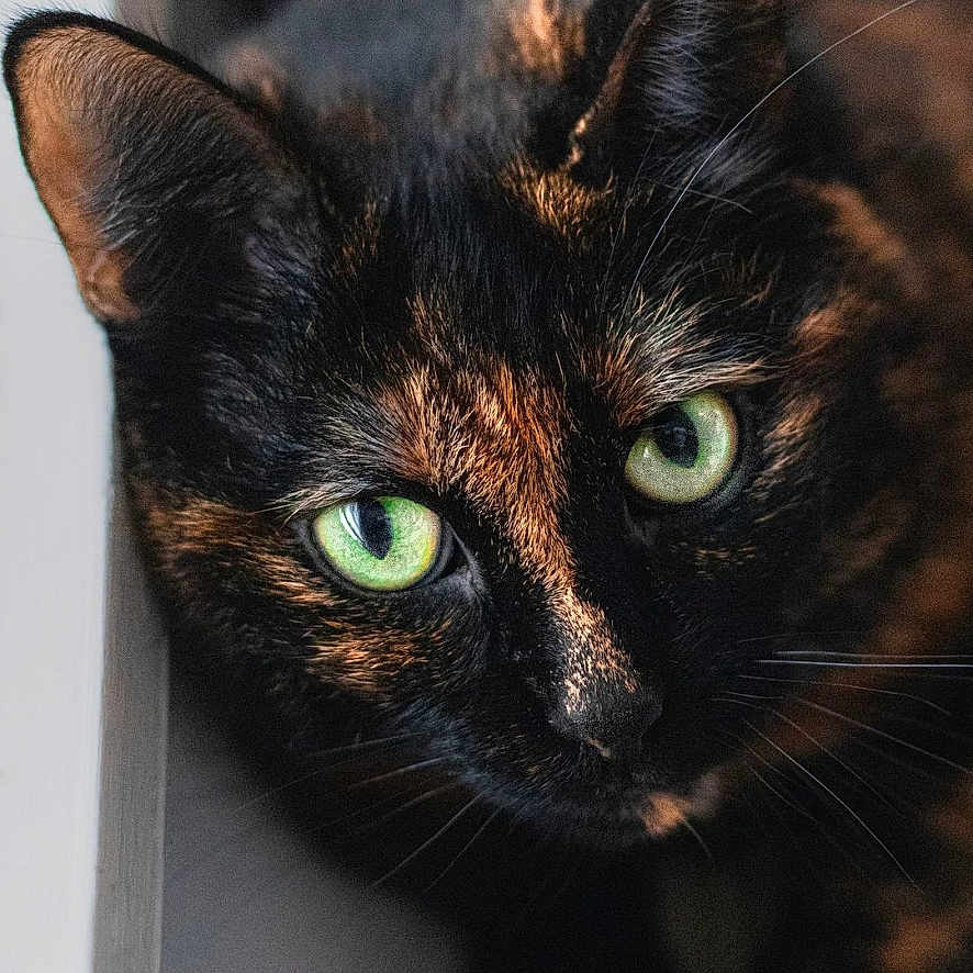 Swaili participe au concours pour gagner de l'argent avec cette photo : animal, cat, close_up, curious, cute, domestic, ears, face, feline, focused, fur, green_eyes, indoor, looking, mammal, pet, portrait, soft_light, tortoiseshell, whiskers