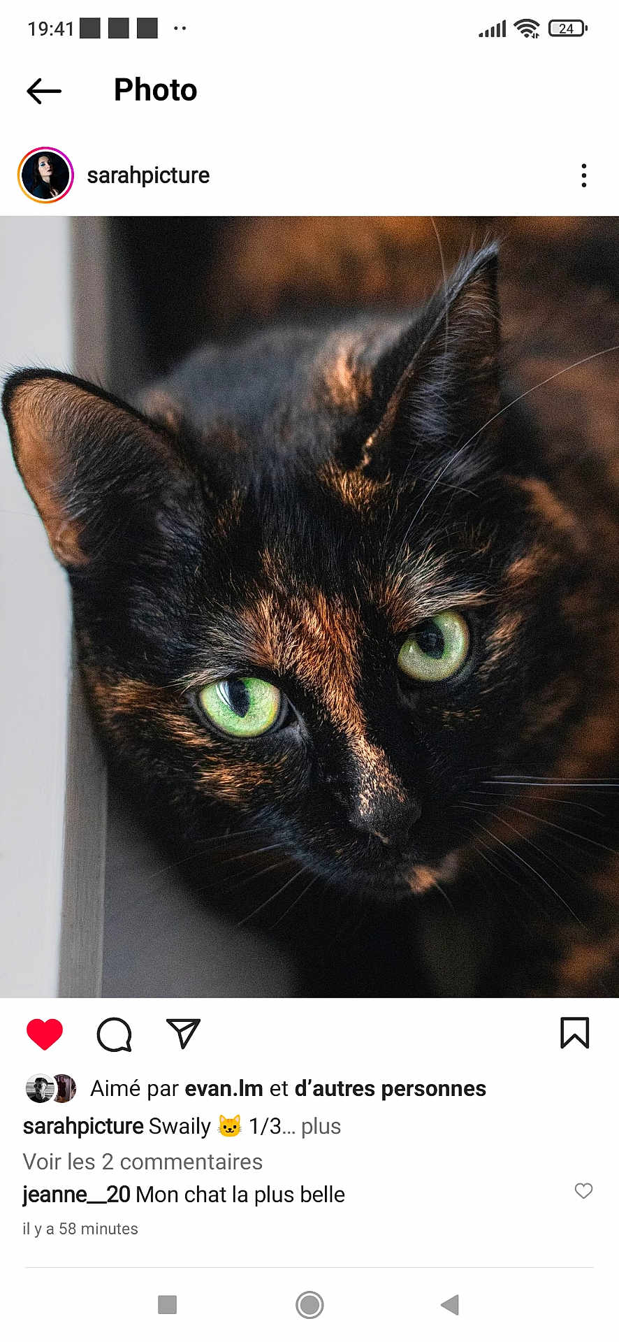 Swaili participe au concours pour gagner de l'argent avec cette photo : animal, cat, close_up, curious, cute, domestic, ears, face, feline, focused, fur, green_eyes, indoor, looking, mammal, pet, portrait, soft_light, tortoiseshell, whiskers