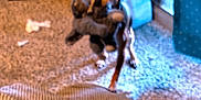 Koko joined the competition — help win amazing prizes! animal, blurry, carpet, couch, curtain, dog, domestic, floor, furniture, gift_bag, home, indoor, light, pet, playful, small_dog, stuffed_animal, stuffed_toy, toy, window