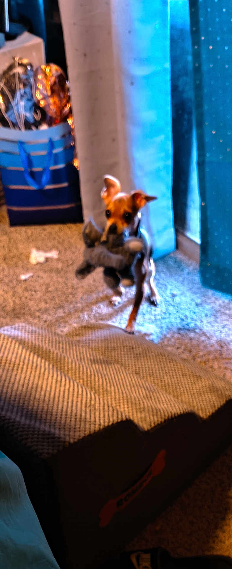 Koko joined the competition — help win amazing prizes! dog, stuffed_toy, carpet, couch, curtain, window, gift_bag, indoor, pet, toy, small_dog, light, blurry, floor, animal, home, furniture, stuffed_animal, playful, domestic