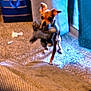 dog, indoor, carpet, stuffed_toy, curtain, bag, blue, brown, small_dog, pet, toy, floor, furniture, window, light, animal, playing, room, home, blur