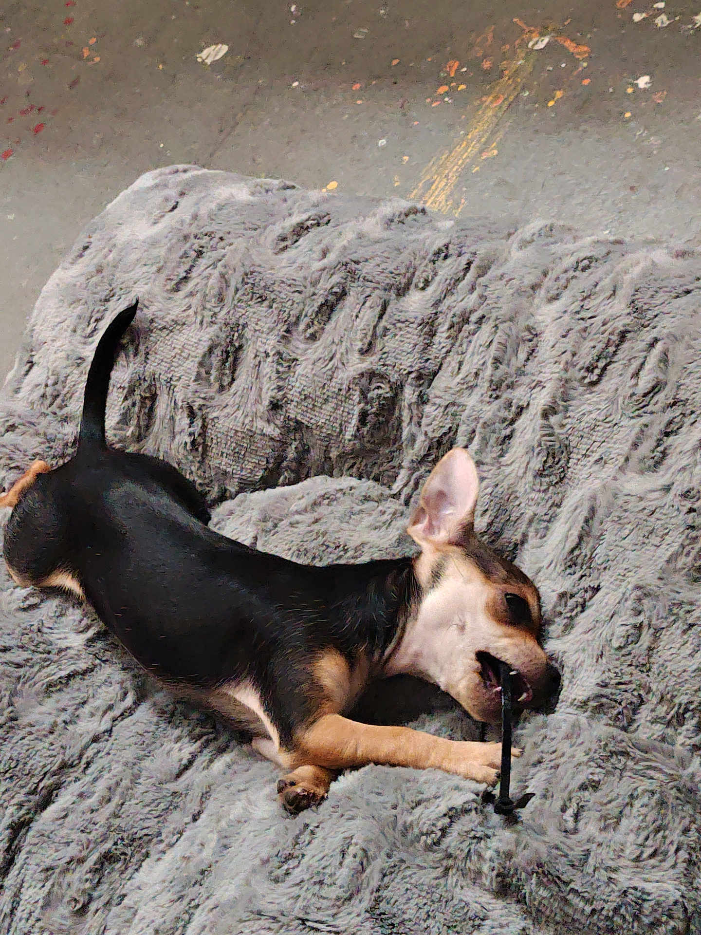 Koko is registered to the contest to win money with this photo: dog, puppy, small_dog, black_and_tan, blanket, fluffy_blanket, indoor, concrete_floor, chewing, playful, pet, animal, canine, resting, lying_down, cozy, fur, ears, tail, toy
