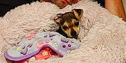 Koko is registered to the contest to win money with this photo: man, sleeping, dog, puppy, blanket, couch, resting, cozy, indoor, fur, pet, cute, comfort, relaxation, face, human, animal, snuggling, soft, warm