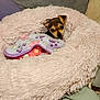 Koko is registered to the contest to win money with this photo: animal, bed, blanket, colorful, comfort, cozy, cute, dog, fluffy, fur, indoors, pet, pink, puppy, purple, relaxation, resting, small, snuggled, soft