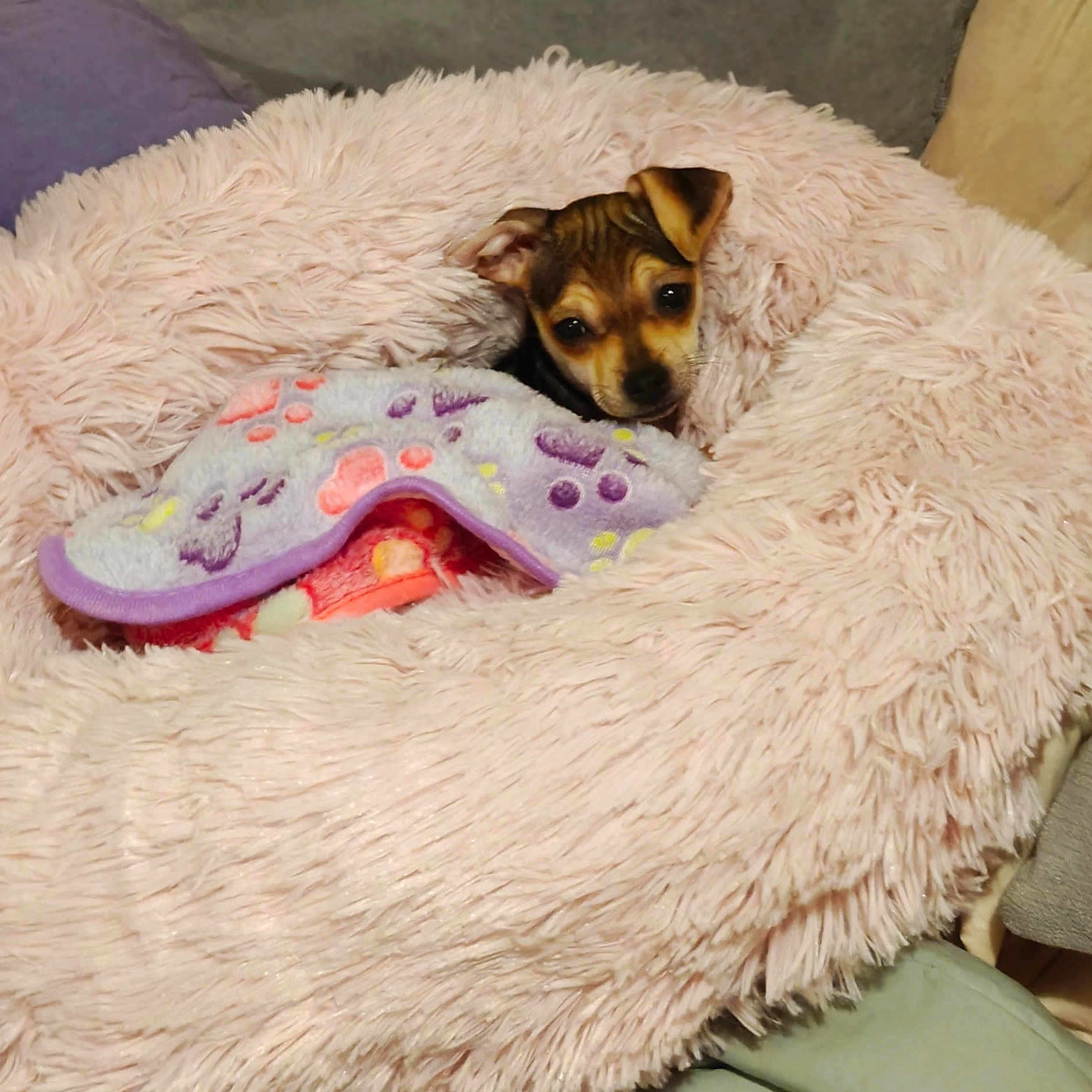 Koko is registered to the contest to win money with this photo: animal, bed, blanket, colorful, comfort, cozy, cute, dog, fluffy, fur, indoors, pet, pink, puppy, purple, relaxation, resting, small, snuggled, soft