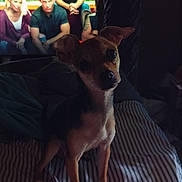 Koko is registered to the contest to win money with this photo: bed, blurred_background, canine, companion, curious, cute, dog, ears, fur, furniture, indoors, light, people, pet, room, shadow, small_dog, striped_bedspread, television, watching