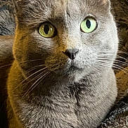 Bella is registered to the contest to win money with this photo: animal, blanket, cat, close_up, cozy, cute, domestic_cat, eyes, face, feline, fur, gray_cat, green_eyes, indoor, looking_at_camera, pet, portrait, relaxed, resting, whiskers