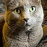 animal, blanket, cat, close_up, cozy, cute, domestic_cat, eyes, face, feline, fur, gray_cat, green_eyes, indoor, looking_at_camera, pet, portrait, relaxed, resting, whiskers
