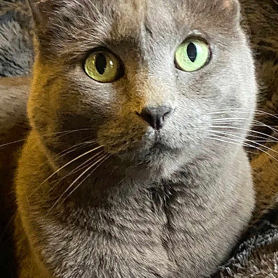 Bella