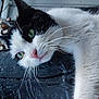 Sanou participe au concours pour gagner de l'argent avec cette photo : animal, black_and_white, cat, close_up, curious, domestic_animal, feline, fur, green_eyes, indoors, lounging, mammal, pet, pink_nose, portrait, relaxed, resting, side_view, whiskers, wooden_surface
