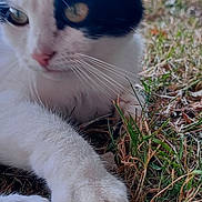 Sanou a rejoint le concours — aidez-le/la à gagner de superbes lots ! animal, background_blur, black_and_white, cat, close_up, daylight, ears, feline, fur, grass, greenery, mammal, nature, nose, outdoor, paw, pet, relaxed, whiskers, wildlife
