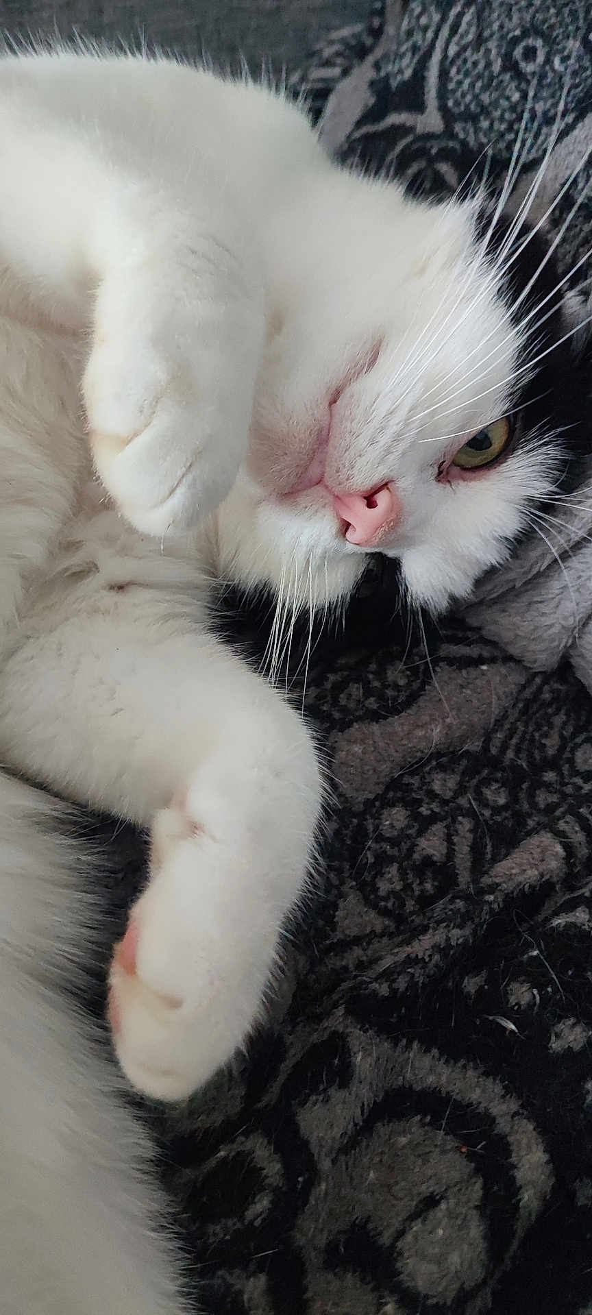 Sanou a rejoint le concours — aidez-le/la à gagner de superbes lots ! animal, black_fur, cat, close_up, cozy, cute, domestic_cat, feline, fur, indoor, patterned_blanket, paw, pet, pink_nose, relaxed, resting, sleepy, soft_texture, whiskers, white_fur