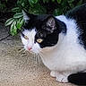 alert, animal, black_and_white_cat, cat, crouching, curious, daylight, ears, eyes, feline, fur, greenery, nature, outdoor, pavement, pet, plants, quiet, side_view, whiskers