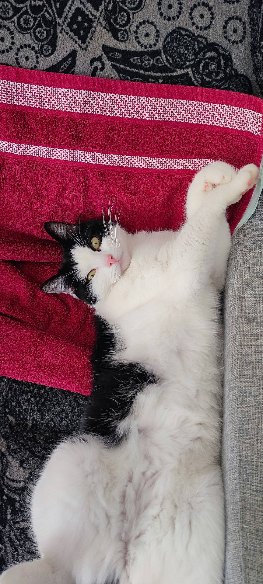 Sanou participe au concours pour gagner de l'argent avec cette photo : animal, black_and_white, cat, couch, cozy, cute, domestic_cat, fluffy, fur, home, indoor, looking_at_camera, lying_down, nap, paws, pet, relaxed, resting, towel, whiskers