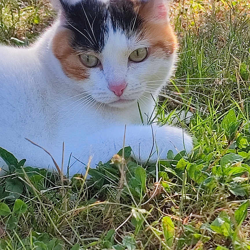 Sia participe au concours pour gagner de l'argent avec cette photo : cat, calico, grass, outdoor, sunlight, animal, pet, nature, greenery, relaxing, feline, mammal, ears, whiskers, closeup, daylight, garden, resting, cute, portrait