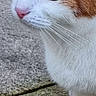 Sia participe au concours pour gagner de l'argent avec cette photo : cat, calico, animal, pet, close_up, green_eyes, whiskers, pink_nose, white_fur, orange_fur, black_fur, outdoor, stone_surface, texture, fur, side_view, alert, cute, small_paw, mammal