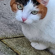 Sia a rejoint le concours — aidez-le/la à gagner de superbes lots ! cat, calico, animal, pet, outdoor, concrete, texture, fur, white, orange, black, green_eyes, closeup, curious, mammal, whiskers, ears, nose, sitting, looking