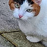 animal, black, calico, cat, closeup, concrete, curious, ears, fur, green_eyes, looking, mammal, nose, orange, outdoor, pet, sitting, texture, whiskers, white