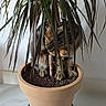 cat, dracaena, houseplant, potted_plant, flowerpot, soil, indoors, home, white_background, green_leaves, striped_fur, tabby, animal, pet, camouflage, sitting, portrait, gardening, plant_pot, funny