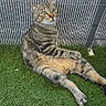 cat, tabby_cat, animal, pet, feline, striped_fur, green_eyes, sitting, lounging, outdoor, artificial_grass, wire_fence, portrait, whiskers, ears, paws, tail, fur, relaxed, photography