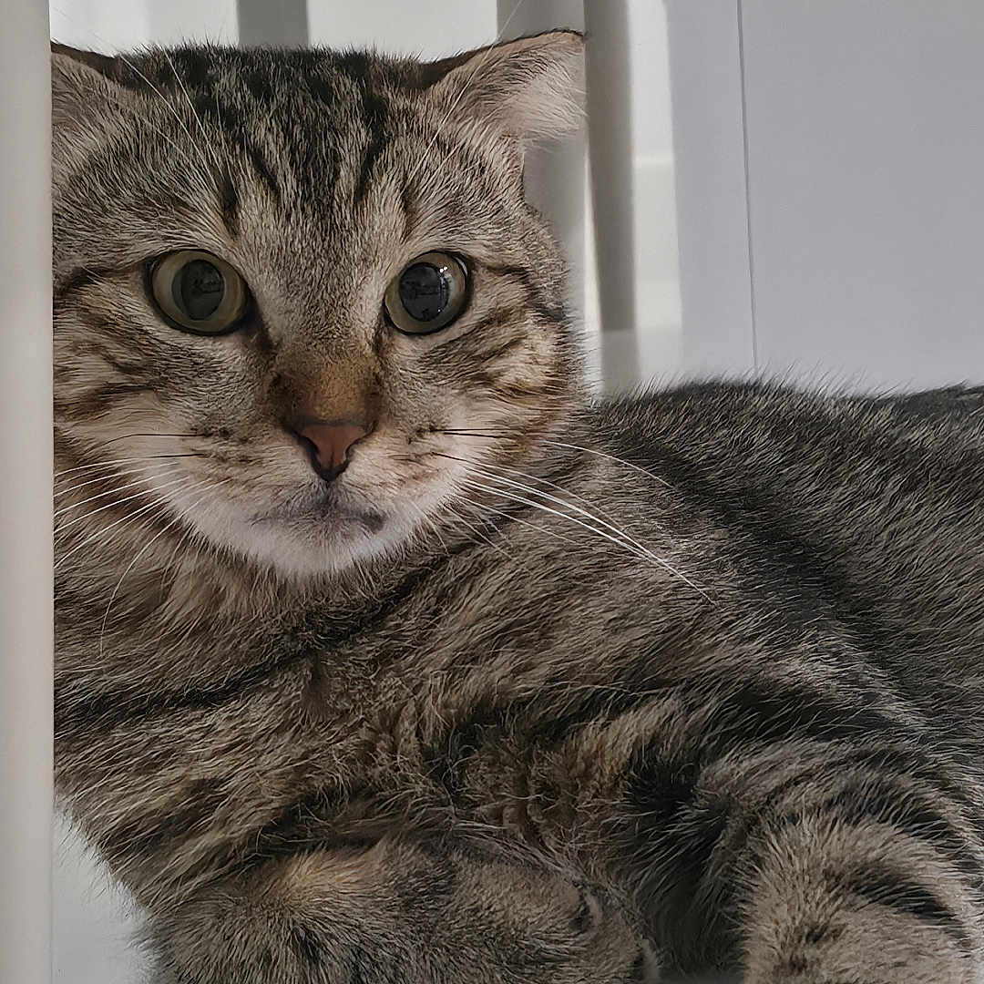 Cici a rejoint le concours — aidez-le/la à gagner de superbes lots ! cat, tabby, feline, pet, animal, portrait, close_up, face, eyes, whiskers, ears, fur, striped_fur, paw, lounging, indoor, marble, countertop, white_background, looking_at_camera