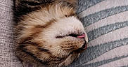 Cici a rejoint le concours — aidez-le/la à gagner de superbes lots ! cat, calico_cat, sleeping, sleepy, close_up, pet, feline, fur, whiskers, nose, tongue, paws, upside_down, cozy, blanket, striped_blanket, indoors, relaxed, nap, cute