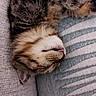 cat, calico_cat, sleeping, sleepy, close_up, pet, feline, fur, whiskers, nose, tongue, paws, upside_down, cozy, blanket, striped_blanket, indoors, relaxed, nap, cute